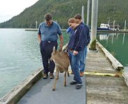 deer 4.jpg