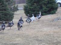 Turkeys In Yard.jpg