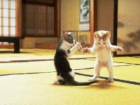 2karate_kittens.jpg