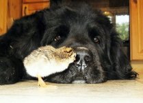 black dog and chick.jpg