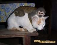 cat monky.jpg