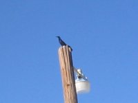 fan tail.jpg