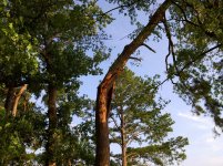 IMG_20130616_183056.jpg