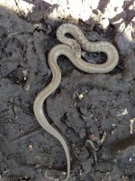 1snake.jpg 1snake.jpg