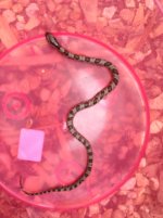 3snake.jpg 3snake.jpg