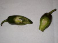Garden Peppers.jpg