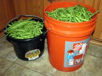 MorningVeggieHaul-2.jpg