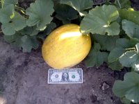 1st-Israel-Melon.jpg