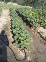 NiceOkra.jpg