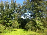 back trail - pre-cut.JPG