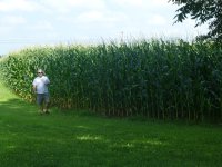 corn 2013.jpg