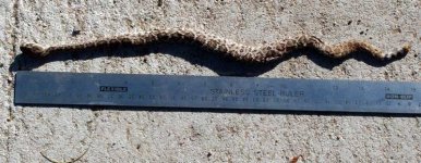 rattler-1-e.jpg