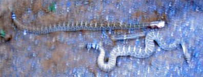 Rattlers Pair 1.jpg