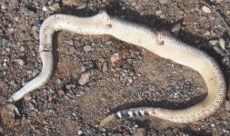 rattler  31.jpg