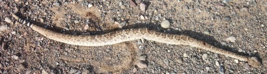 rattler 32.jpg