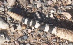 rattler 33.jpg