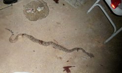 rattler 22.jpg