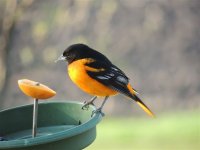 Baltimore Oriole (Icterus galbula).jpg