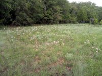 Coneflowers-2_resize.jpg
