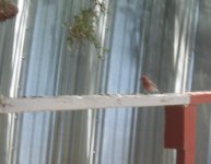 red bird.jpg
