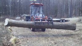 Black Birch.jpg