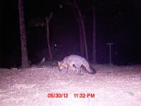 fox1.jpg