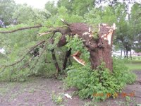 Straight Line Wind Damage.jpg