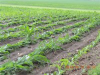 Down Corn Field.jpg