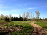 Tree field.jpg Tree field.jpg