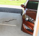 snakebycar.jpg