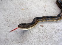 snakebycar2.jpg