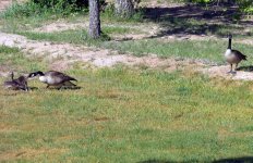WhiteFrontedGoose-2.jpg