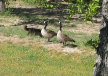 WhiteFrontedGoose-4.jpg