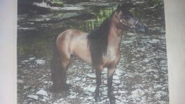 Horses1 009.jpg