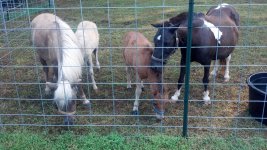 Horses1 014.jpg