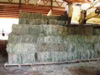 hay 2013 004.jpg