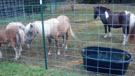 Horses1 016.jpg