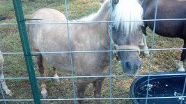 Horses1 017.jpg