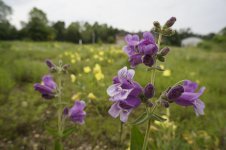 beardtongue.jpg beardtongue.jpg