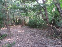 cleared area.jpg cleared area.jpg