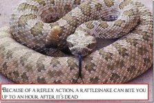 Snake Facts.jpg