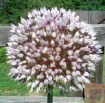 Garlic Bloom 6-12-08.jpg