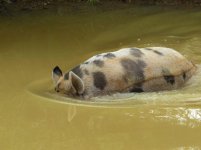 327971d1374101979-baby-pig-now-what-004.jpg