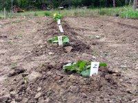 5-15-Zucchini.jpg