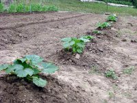 5-15-YellowSquash.jpg