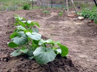 5-15-IsraelMelon-Cucumbers.jpg