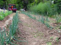 5-15-Onions.jpg