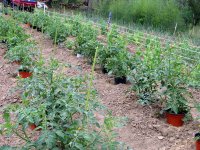 5-15-Tomato.jpg