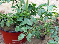 5-15-Tomato-SugarSweet.jpg
