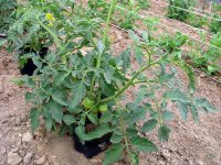 5-15-Tomato-BetterBoy.jpg